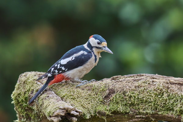 Buntspecht - Männchen