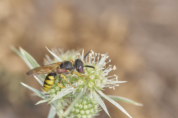 Nr.1261 - Bienenwolf - DU-Walsum Rheindeich - 51°31`53.40"  6°41`58.80" - (02.09.2019)