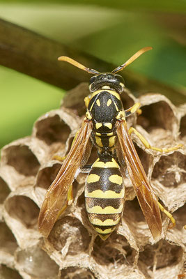 Nr.0809 - Polistes Nest 3 - von oben - OB LMB - 51°29`11.55" 6°53`53.48" - (24.06.2019)