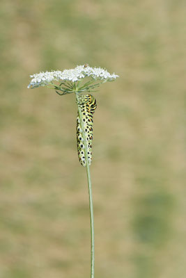  Papilio machaon / Schwalbenschwanz - DIN Emschermündung - 51°33`43.02" 6°41`27.86" - (22.09.2019)