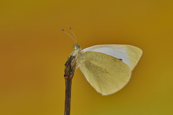 Kleiner Kohlweißling / Pieris rapae - 30.12.2021