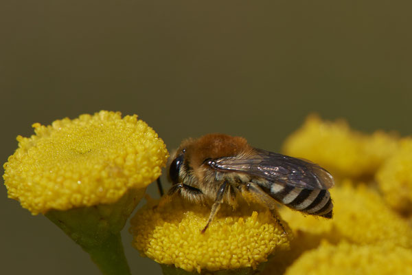 Nr.1179 - Colletes similis / Rainfarn Seidenbiene - WES Lippedünen Aaper Vennekes - 51°39`12.73"  6°40`40.66" - (12.08.2019)