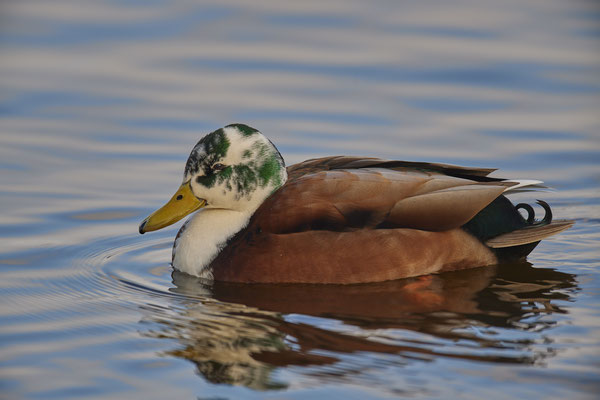 Stockente - Hybrit 1 - Nettetal, Damm Krickenbecker Seen (31.01.2019)