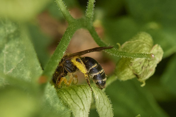 Nr.0713 - Andrena dorsata / Rotbeinige Körbchensandbiene - w - OB Neue Mitte 2 - 51°29`18.27" 6°53`39.83" - (16.06.2019)