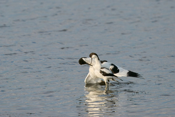 Säbelschnäbler - Bindung