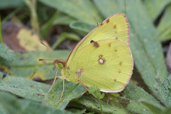Postillon - (Urlaub im Allgäu / Bayern vom  08.07. bis 17.07.2022)