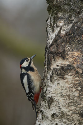 Buntspecht Männchen - (10.03.2021)