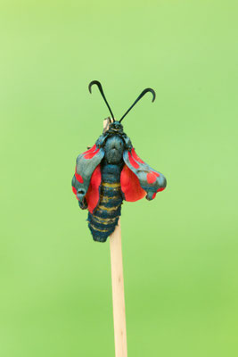 Schlupf vom Sechsfleck-Widderchen