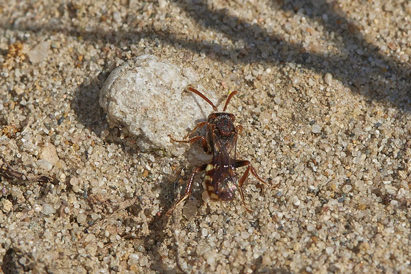 Nr.12/20 - Nomada alboguttata (Weißfleckige Wespenbiene)  w - OB Läppkes Mühlenbach (10.10.2018)