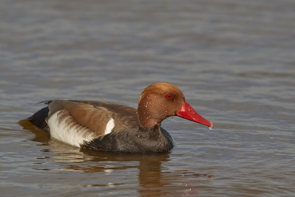 Kolbenente-Männchen ( Naturpark Albufera )