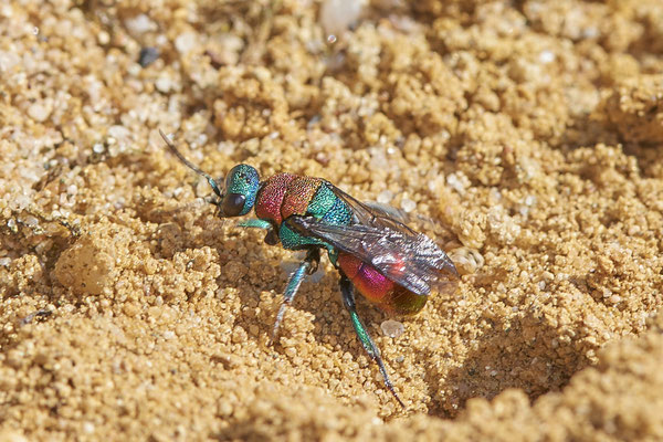 Nr.0906 - Hedychrum nobile / Sand-Goldwespe - parasitisieren bei Grabwespen der Gattung Cerceris - OB LMB - 51°29`11.55" 6°53`53.48" - (27.06.2019)