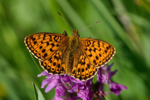 Mädesüß-Perlmuttfalter