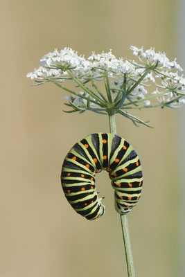 Papilio machaon / Schwalbenschwanz - DIN Emschermündung - 51°33`43.02" 6°41`27.86" - (22.09.2019)