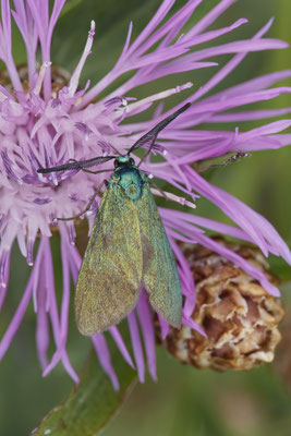 Ampfer-Grünwidderchen