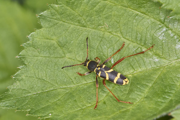 Nr.0406 - Clytus arietis, Echter Widderbock - WES - Naturarena Auf dem Mars - 51°40`35.21" 6°31`31.96" - (05.05.2019)