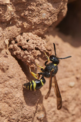 Nr.0593 - Odynerus spinipes / Gemeine Schornsteinwespe - Nabu-Naturschutzhof Nettetal - 51°19`29.92" 6°15`01.26" - (23.05.2019)