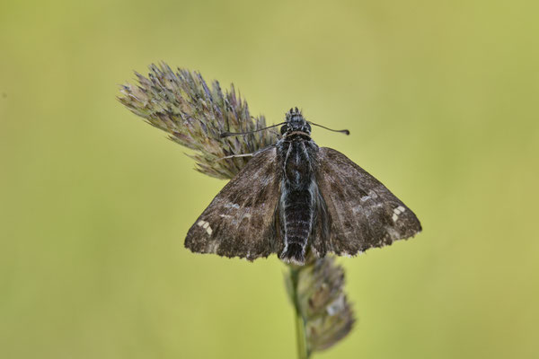 Malven-Dickkopffalter