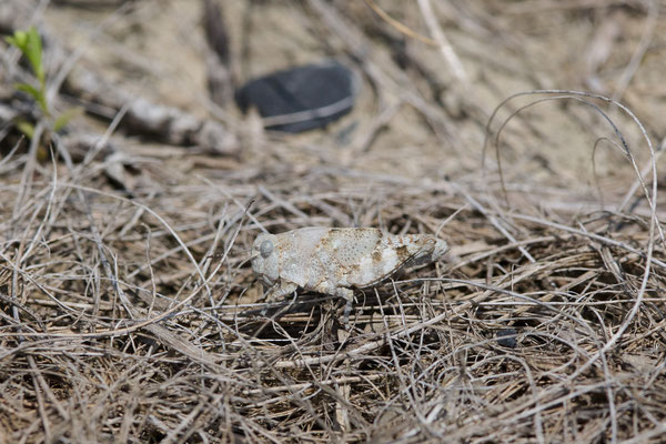 Blauflügelige Sandschrecke - Nymphe