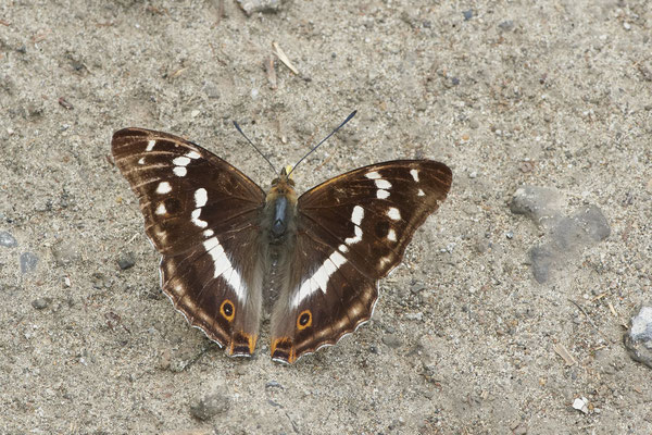 Großer Schillerfalter - Hünxe - (25.06.2022)