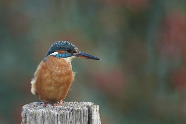 Eisvogel - Weibchen im Garten - (30.10.2019)