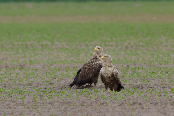 Seeadler