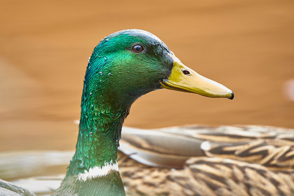 Stockente Portrait