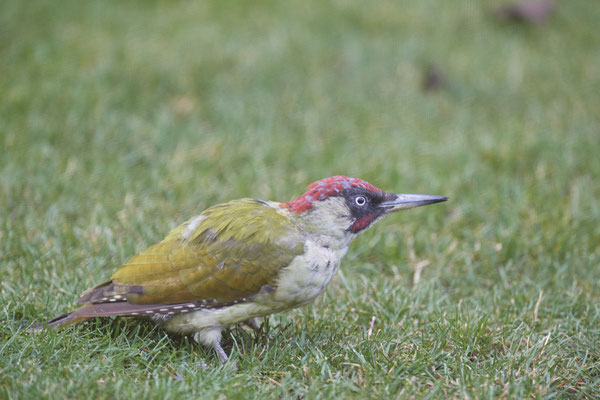 Heute Morgen waren 2 Grünspechte im Garten- Männchen adult - OB Garten - (01.09.2020)