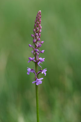 Mücken-Händelwurz - (Urlaub im Allgäu / Bayern vom  08.06. bis 19.06.2025)