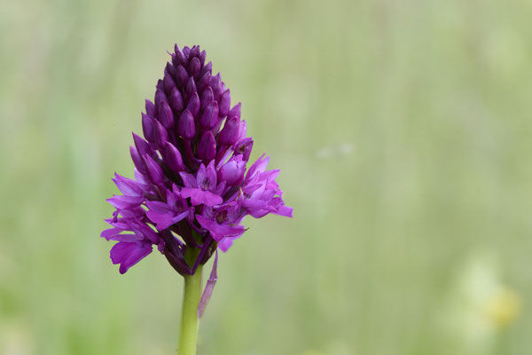 Pyramiden-Hundswurz - Orchideen-Urlaub im Allgäu vom 26.05. bis 09.06.2024