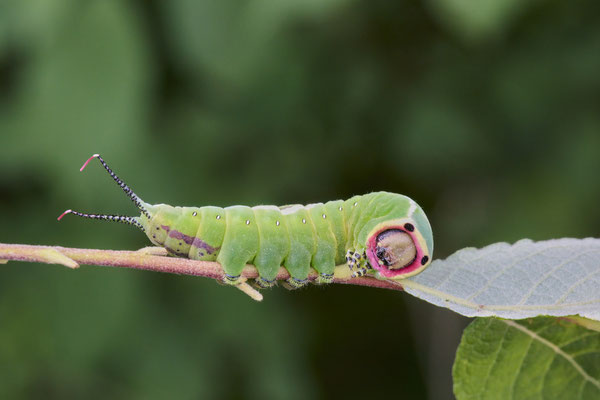 Raupe vom Großem Gabelschwanz - (Urlaub im Allgäu / Bayern vom  30.06. bis 09.07.2023)