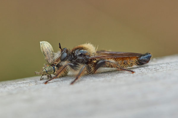 Raubfliege