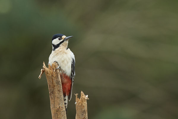 Buntspecht - Dingden - (25.04.2020) 