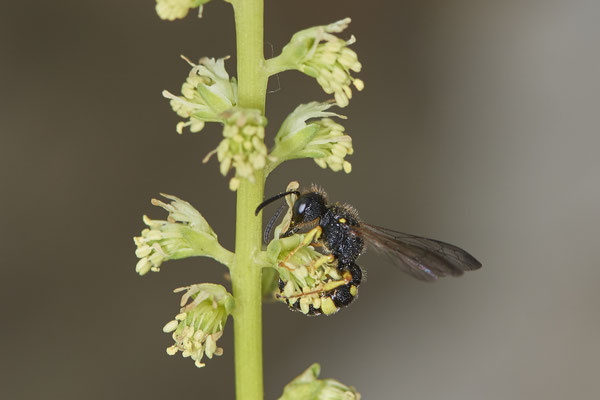 Nr.0705 - Cerceris rybyensis / Bienenjagende Knotenwespe - OB LMB - 51°29`11.55" 6°53`53.48" - (16.06.2019)