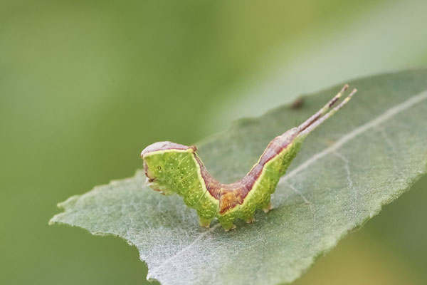 Buchen-Gabelschwanz - Rückseite Flugplatz Schwarze Heide - (27.06.2022)