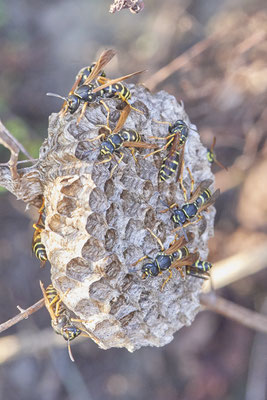 Nr.1211 - Nest 1 - Polistes /  Feldwespe - OB Neue Mitte 2 - 51°29`17.47" 6°53`51.86" - (23.08.2019)