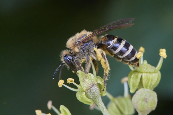 Nr.11-1/05 - Colletes hederae (Efeu-Seidenbiene) - Anzahl >20 - MG Nordring/Neusserstr. (08.10.2018)