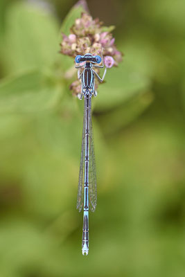 Blaue-Federlibelle