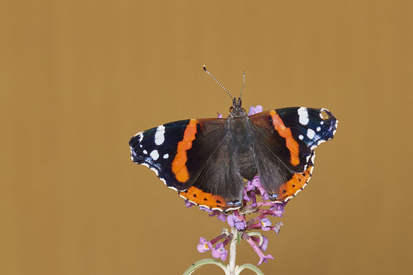 Admiral - Mehr Fotos und Schlupf > Tiere > Insekten > Schmetterling-Admiral - (25.08.2021)