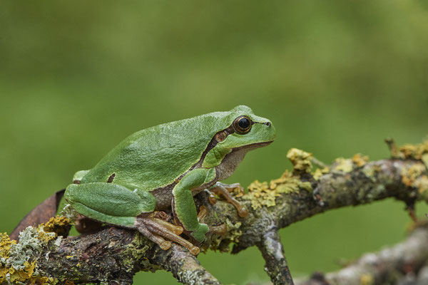 Laubfrosch - (20.08.2021)