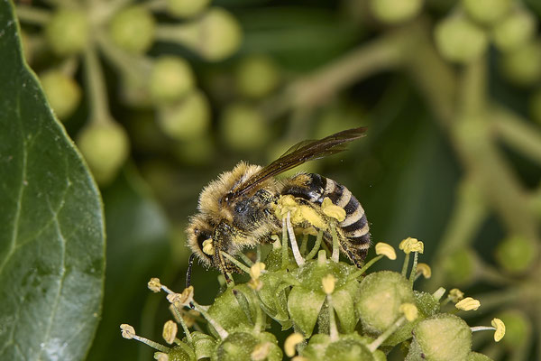 Nr.08/19 - Colletes hederae (Efeu-Seidenbiene) - OB-Weiherstr. 116 (03.10.2018)