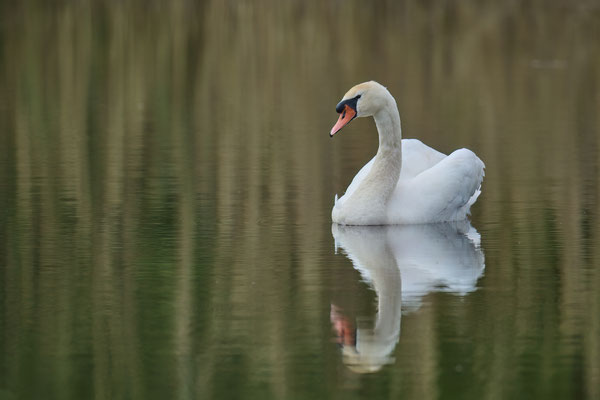 Höckerschwan
