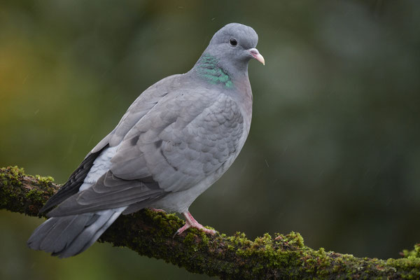 Regentag im Garten - Hohltaube - (13.11.2019)