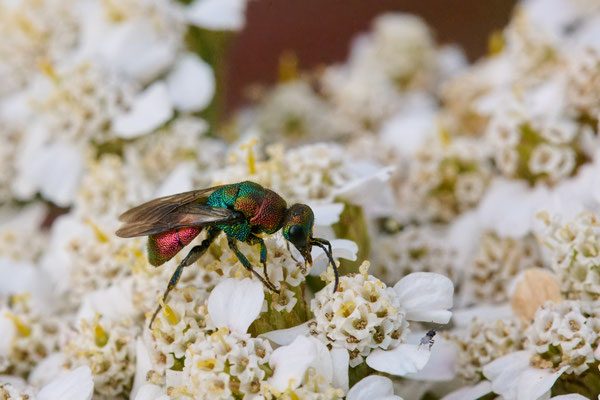 Hedychrum rutilans