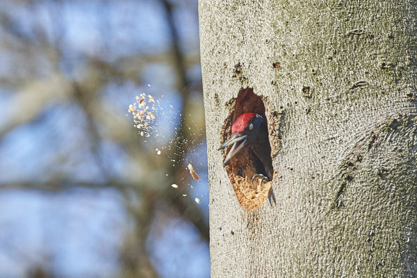 Schwarzspecht - immer weder werden Holzspäne ausgeworfen - (28.03.2021)