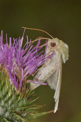 ? Mythimna / Eulenfalter - WES Drevenacker Dünen - (19.07.2020)