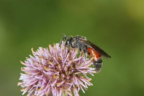 Nr.0988 - Sphecodes sp - ( Sphecodes gibbus ? ) - Geestland Bad Bederkesa- 53°36`27.27" 8°50`19.87" - (27.07.2019)