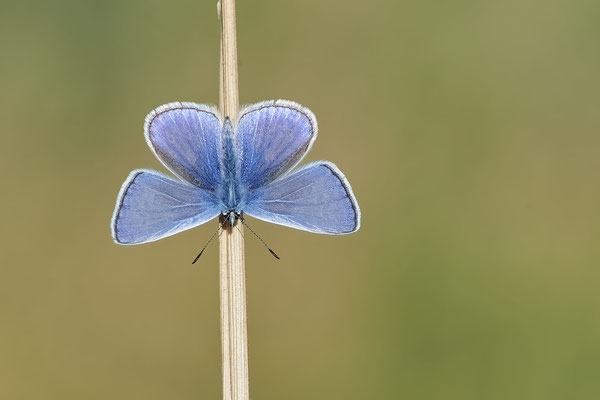Hauhechel-Bläuling - Hünxe - (28.06.2022)