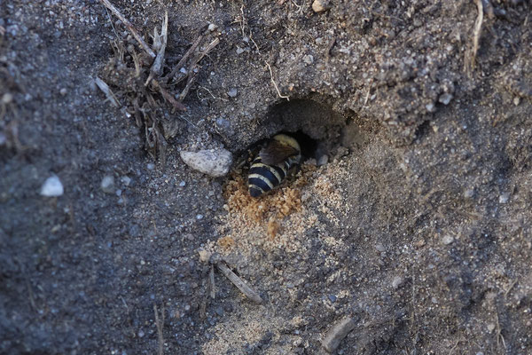 Nr.14/08 - Colletes hederae - 3 Nesthöhlen - OB Reinersbachtal: 51.530609, 6.861537 (12.10.2018)