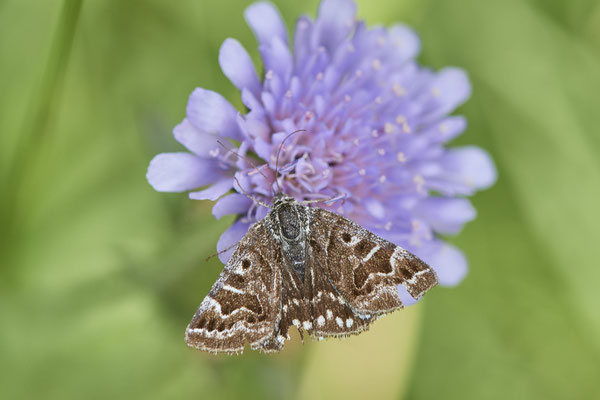 Scheck-Tageule - Auf Schmetterlingstour in der Eifel: Kalvarienberg und Lambertstal - (29.05. bis 03.06.2022)