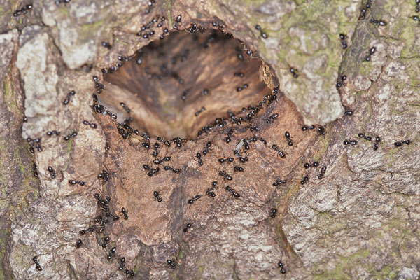  Nr.0520 - Ameisenstaat in einer Baumhöhle ( Eiche ) - Lasius fuliginosus / Glänzendschwarze Holzameise - Hamminkeln Diersfordter Wildgatter - 51°42`52.26" 6°32`58.11" - (12.05.2019)